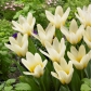 Koncert Tulipa - Tulip Concerto - 5 kvetinové cibule - Tulipa Concerto