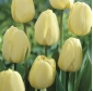 Tulip Ivory Floradale Paquete de 5 piezas