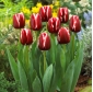 Tulipa "Armani" - pacote de 5 unidades - 