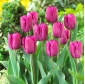 Tulipa "Príncipe Roxo" - pacote de 5 unidades - 