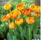 Tulip "Sunlover" - Confezione da 5 pezzi