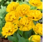 Tulipa dupla "Pomponette Amarelo" - embalagem de 5 unidades - 