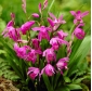 Hyazinthenorchidee, chinesische gemahlene Orchidee (Bletilla striata) - 