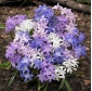 Lucile's glory-of-the-snow mix - Chionodoxa luciliae mix - 10 bulbos