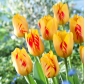 Tulip Olympic Flame - 5 pcs.