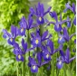 Iris hollandais "Decouverte" - 10 bulbes