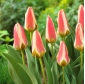 Cote tulipe - 5 pcs