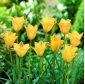 Tulipano a foglie di lino, Tulipano Bokhara Charm in bronzo - 5 pz