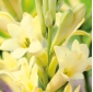 Polianthes, Tuberoza Super Gold / Močna Zlata čebulica / gomolj / koren - Polianthes tuberosa