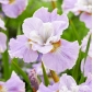 Siberian iris - Dawn Waltz