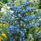 sementes estáticos azuis - drabifolia campanula - 105 sementes - Limonium sinuatum