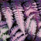 Athyrium Burgundsko Krajka - květinové cibulky / hlíza / kořen