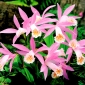 Záhradná orchidea - Pleione formosana