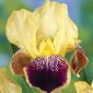 Iris germanica Nibelungen - cibule / hlíza / kořen