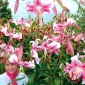 Arborele Lily Lilium Anastasia - bulb / tuber / rădăcină