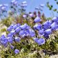 Μπλε νάνος Bellflower, νεράιδα σπόροι φυτών - Campanula pusilla - 170 σπόροι