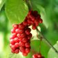 Σπόροι Schisandra, Schisandra Berry - Schisandra chinensis - σπόροι