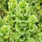 Semillas de campanas de Irlanda - Molucella Iaevis - 160 semillas - Moluccella laevis