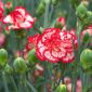 Biji Raspberry Ripple Carnation - Dianthus caryophyllus - 110 biji