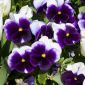 Stedmoderblomst - Viola x wittrockiana - Lord Beaconsfield - 250 frø - lilla og hvid