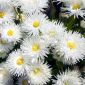 Crazy Daisy, семена сугроба - хризантема максимальная фл.пл - 160 семян - Chrysanthemum maximum fl. pl. Crazy Daisy