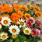 Sementes Gazania Sunshine Mix - Gazania rigens - 250 sementes