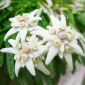 Edelweiss seeds - Leontopodium alpinum - 750 seeds