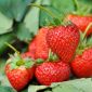 Biji godaan Strawberry - Fragaria ananassa - 60 biji - Fragaria ×ananassa - benih