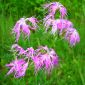 Biji besar Pink, benih Dianthus Superbus - Dianthus superbus - 280 biji