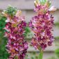 Polianthes tuberosa - Polianthes Pink Saphier