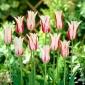 Tulipa Marilyn - Tulipán Marilyn - 5 květinové cibule