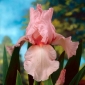Iris germanica Pink - umbi / umbi / akar