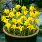 Iris danfordiae - 10 žarnic