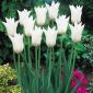Tulipa White Wings - paquete de 5 piezas