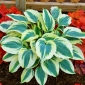 Hosta, planta Lily Blue Ivory - bulb / tuber / rădăcină
