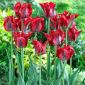 Tulipa Omnyacc - Tulipán Omnyacc - 5 květinové cibule