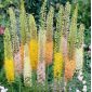 Eremurus, Foxtail Lilies Mix - cibuľa / hľuza / koreň - Eremurus himalaicus