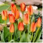 Tulipa Orange Brilliant - Tulpe Orange Brilliant - 5 Zwiebeln