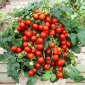 Tomate cerise - Mascot - 100 graines - Lycopersicon esculentum Mill
