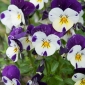 מורן פרחי "ג 'וני לקפוץ למעלה"; קרנית סגולה - Viola cornuta  - זרעים
