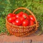 Tomat ladang "Denar" - buah yang keras dan berbentuk buah pir - Lycopersicon esculentum Mill  - biji
