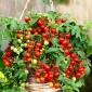 Tomaatti - Bajaja - Lycopersicon esculentum Mill  - siemenet