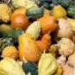 Happy Garden - Fancy Wonder Pumpkin - Benih yang dapat tumbuh anak-anak! - 18 biji - Cucurbita pepo