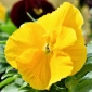 Pansy vườn Thụy Sĩ - màu vàng - Viola x wittrockiana Schweizer Riesen - hạt