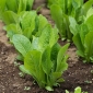 Baby Leaf - salată de roșii "Parris Island Cos" - Lactuca sativa L. var. longifolia - semințe