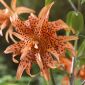 더블 - 꽃이 만발한 아시아 백합 - Tigrinum - Lilium Asiatic - Tigrinum