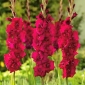 Gladiolus-luumuhartsi - 5 kpl; miekka lilja - 