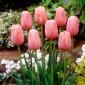 Tulpansläktet Menton - paket med 5 stycken - Tulipa Menton