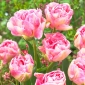 Tulpės Angelique - pakuotėje yra 5 vnt - Tulipa Angelique