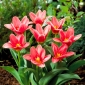 Тюльпан Fashion - пакет из 5 штук - Tulipa Fashion